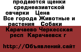 продаются щенки среднеазиатской овчарки › Цена ­ 30 000 - Все города Животные и растения » Собаки   . Карачаево-Черкесская респ.,Карачаевск г.